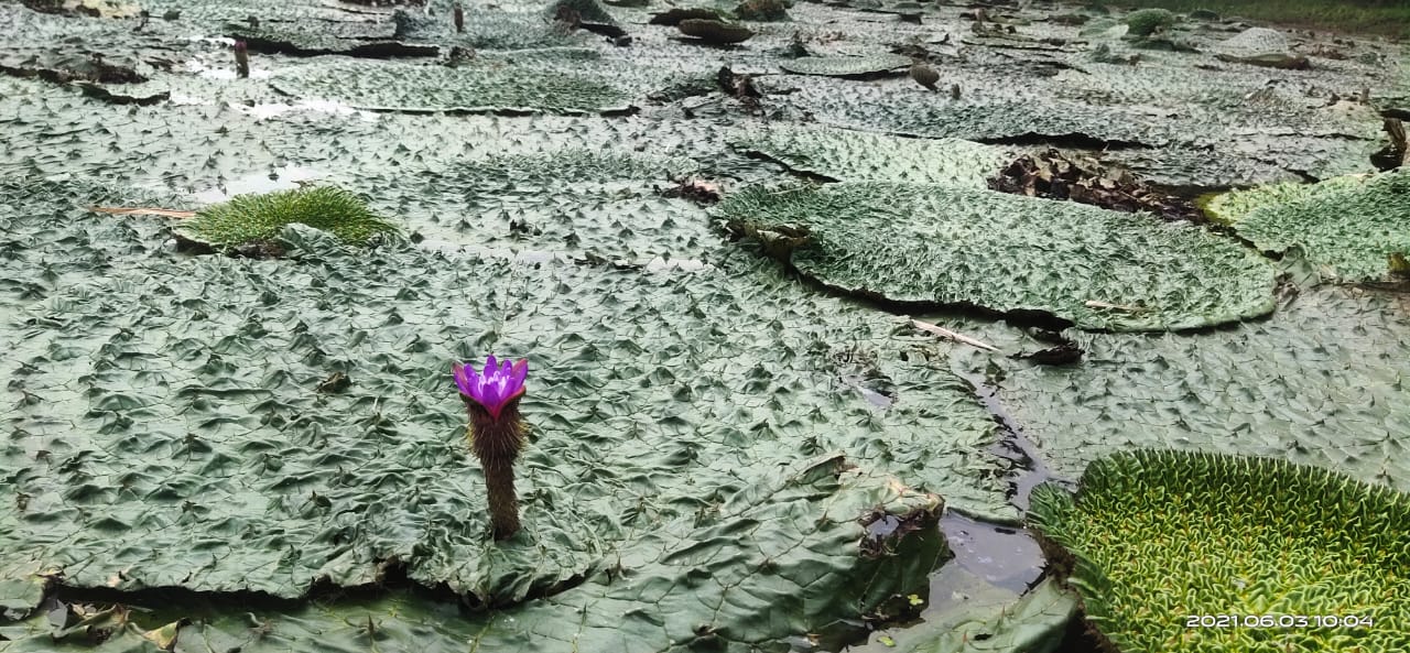 Water lily flower